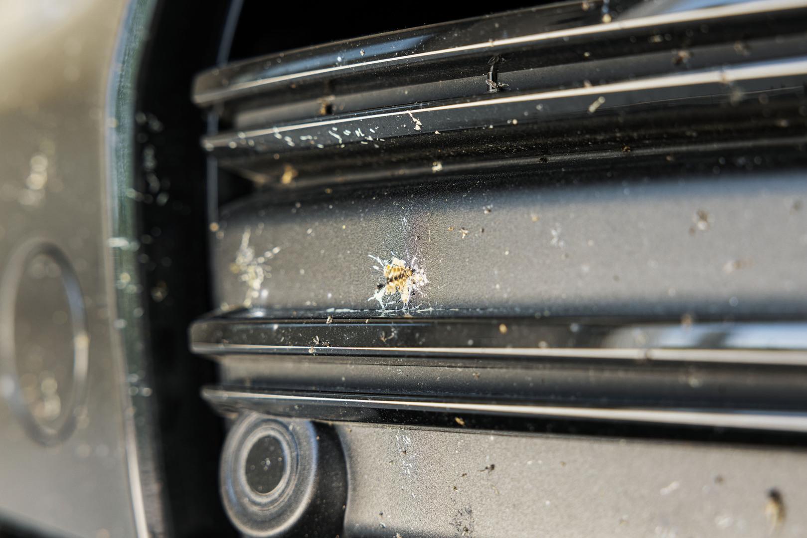  Zoom sur le nettoyage d’insectes incrustés 